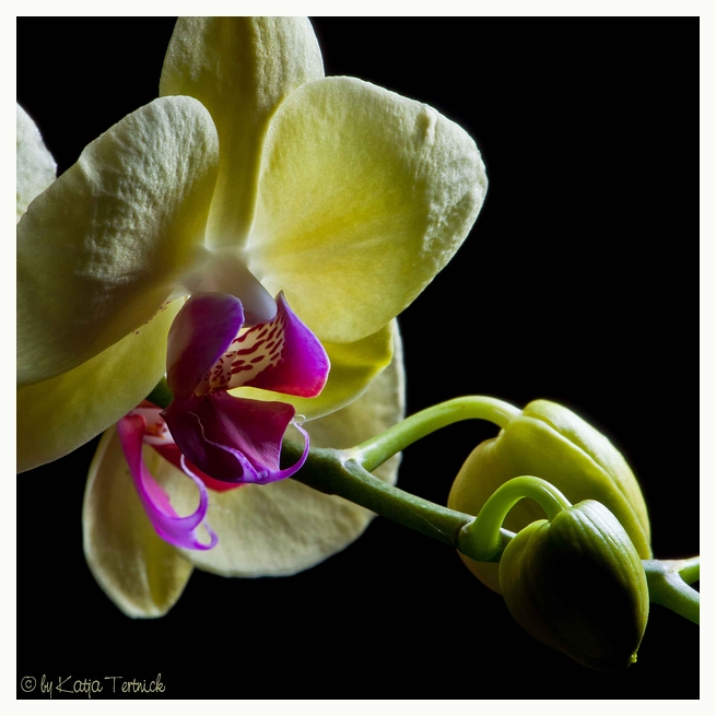Zarte Orchidee I