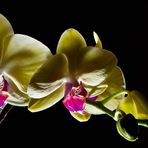Zarte Orchidee II