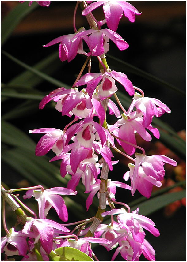 zarte Orchidee mit vielen Blüten