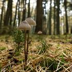 zarte Pilze im rauhen Herbstwald