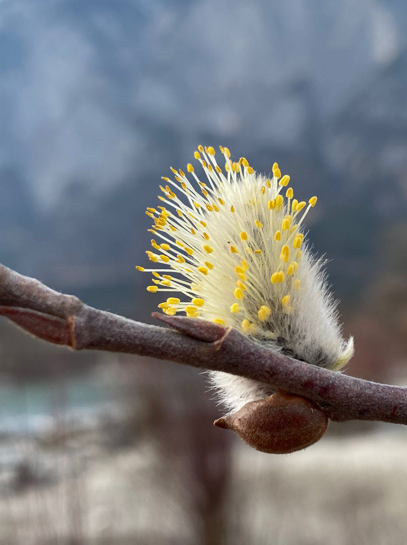 zarte Pollen-Schleuder