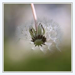 Zarte Pusteblume