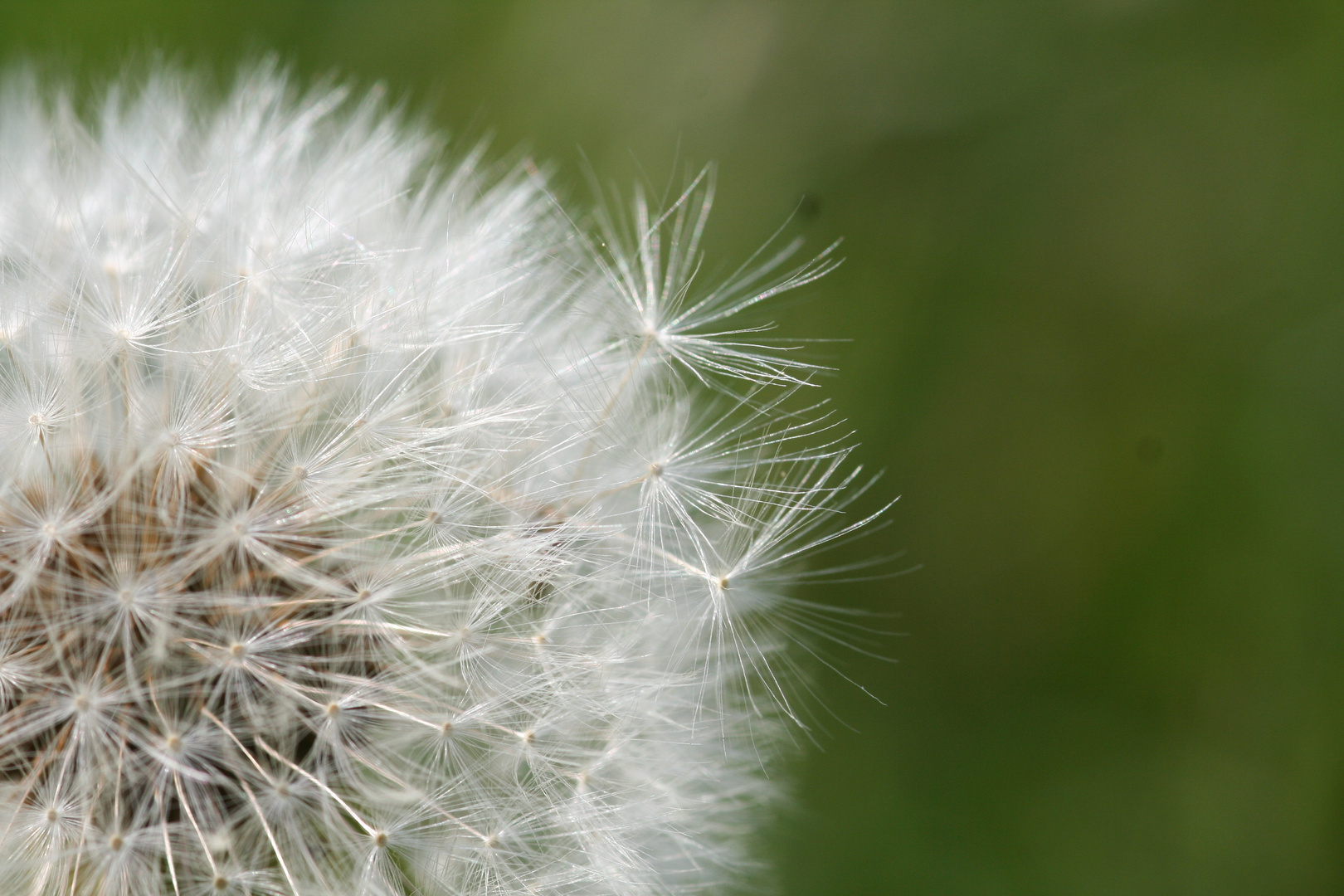 Zarte Pusteblume