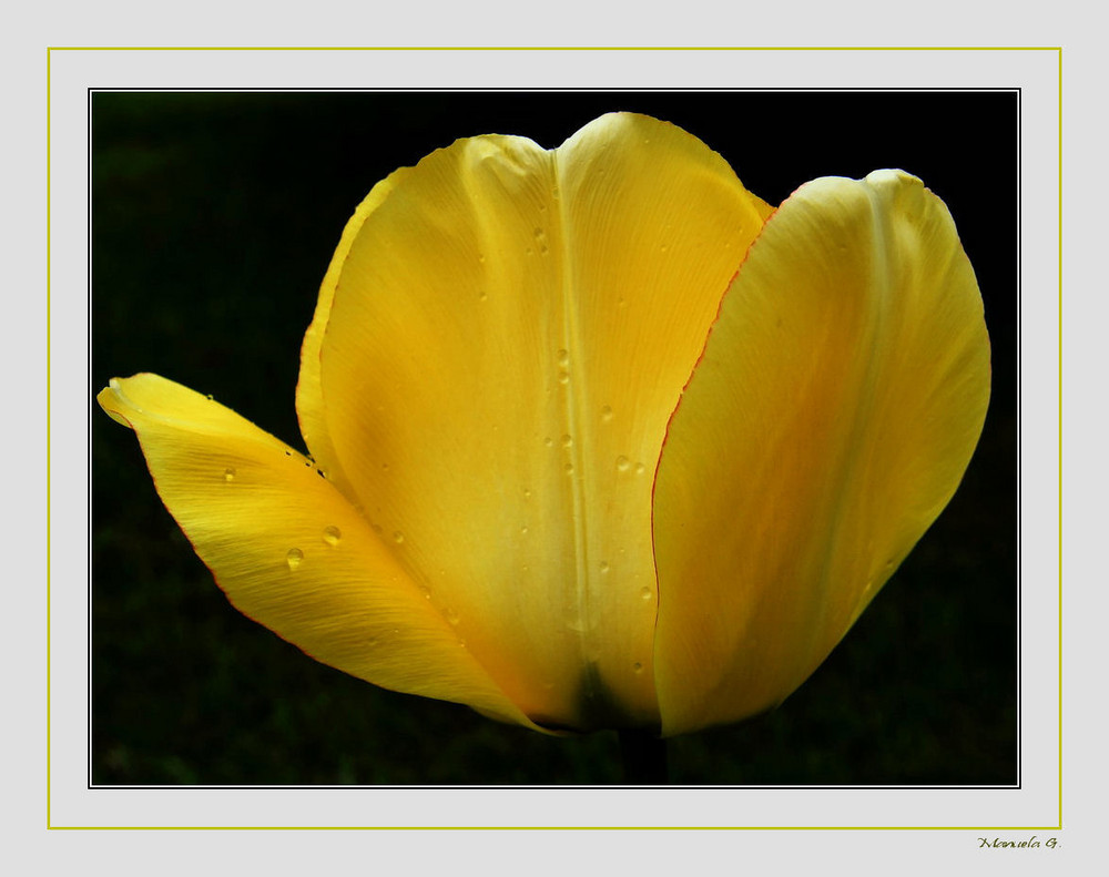 Zarte Regentropfen auf der schönen Tulpenblüte