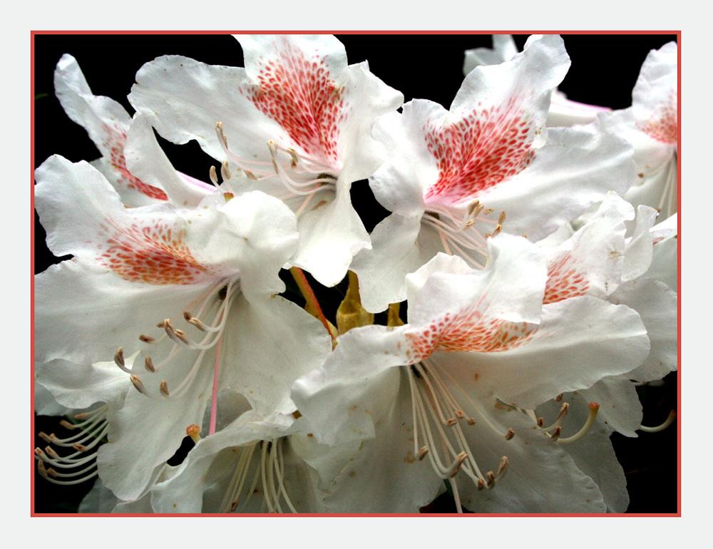 Zarte Rhododendron-Blüten