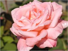 zarte rosa Rose