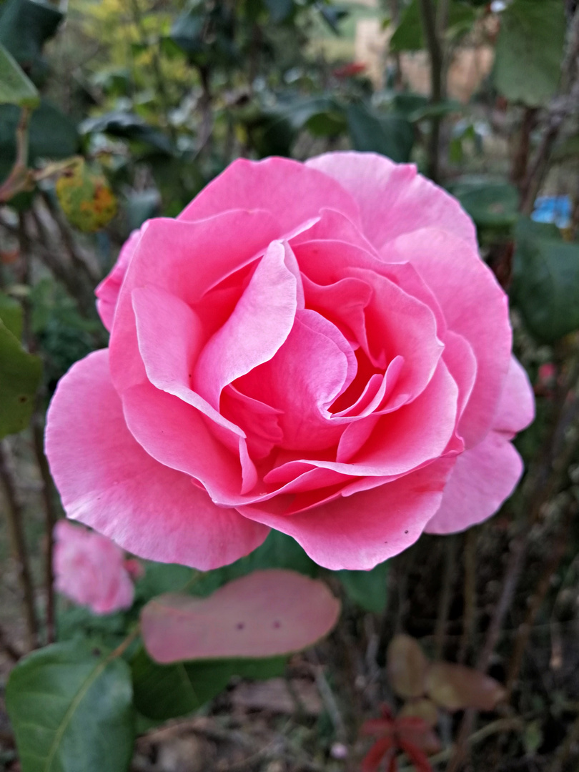 Zarte Rosenblüte