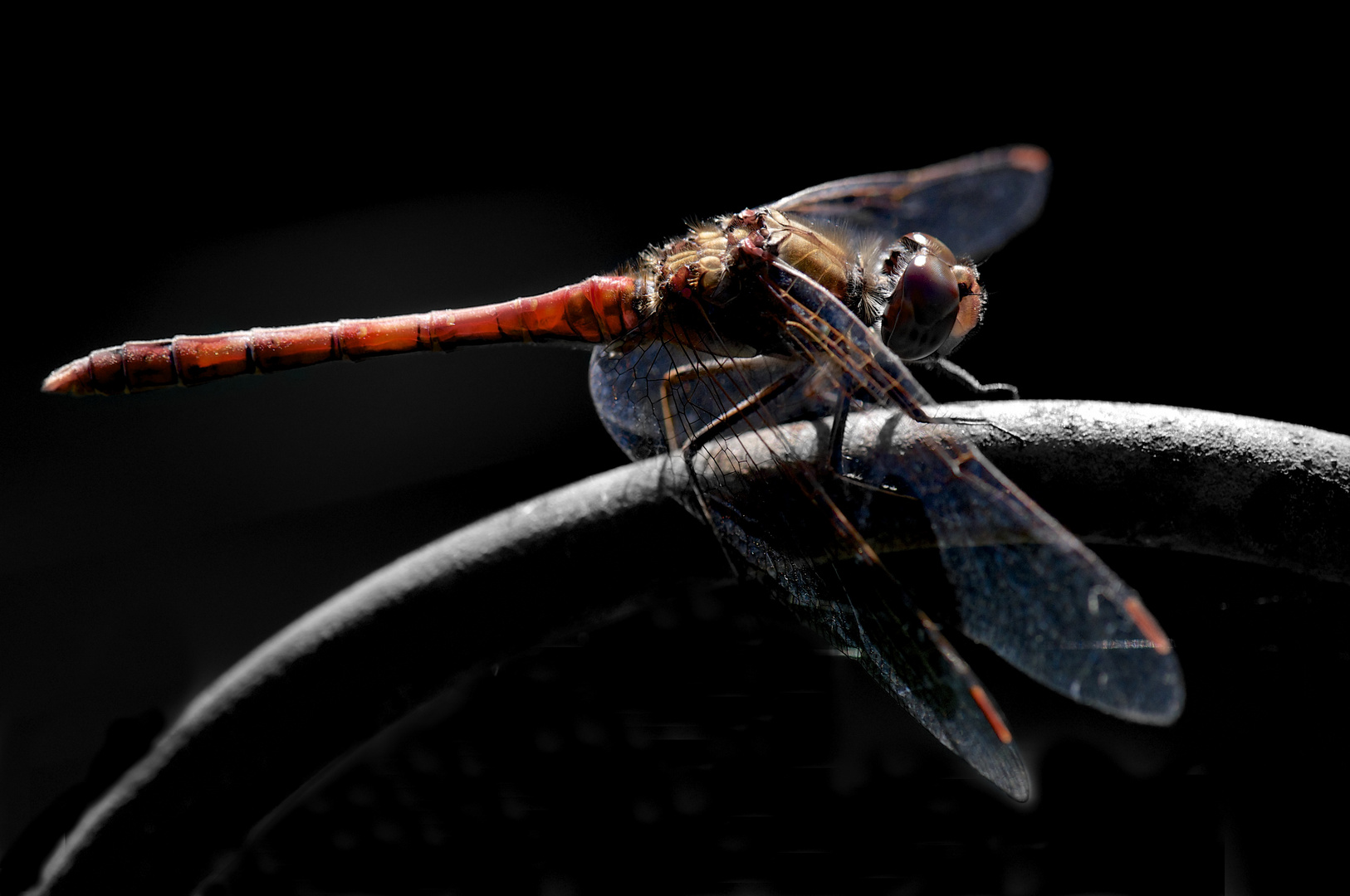 Zarte rote Libelle