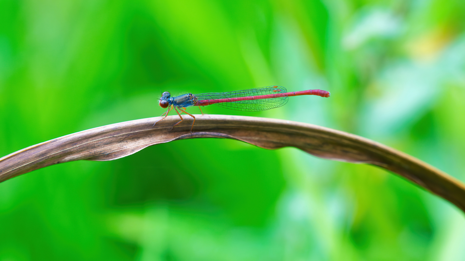 Zarte Rubinjungfer (Scharlachlibelle) Männchen