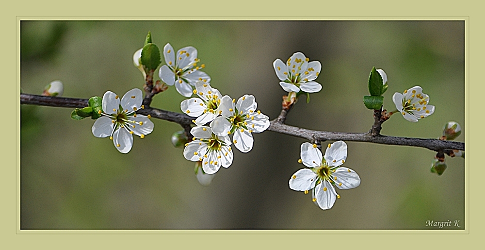 Zarte Schlehdornblüte ....