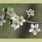 Zarte Schlehdornblüte ....