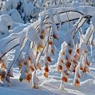 Zarte Schneekristalle umarmen die Herbstblätter … - L'hiver embrasse l'automne avec douceur!