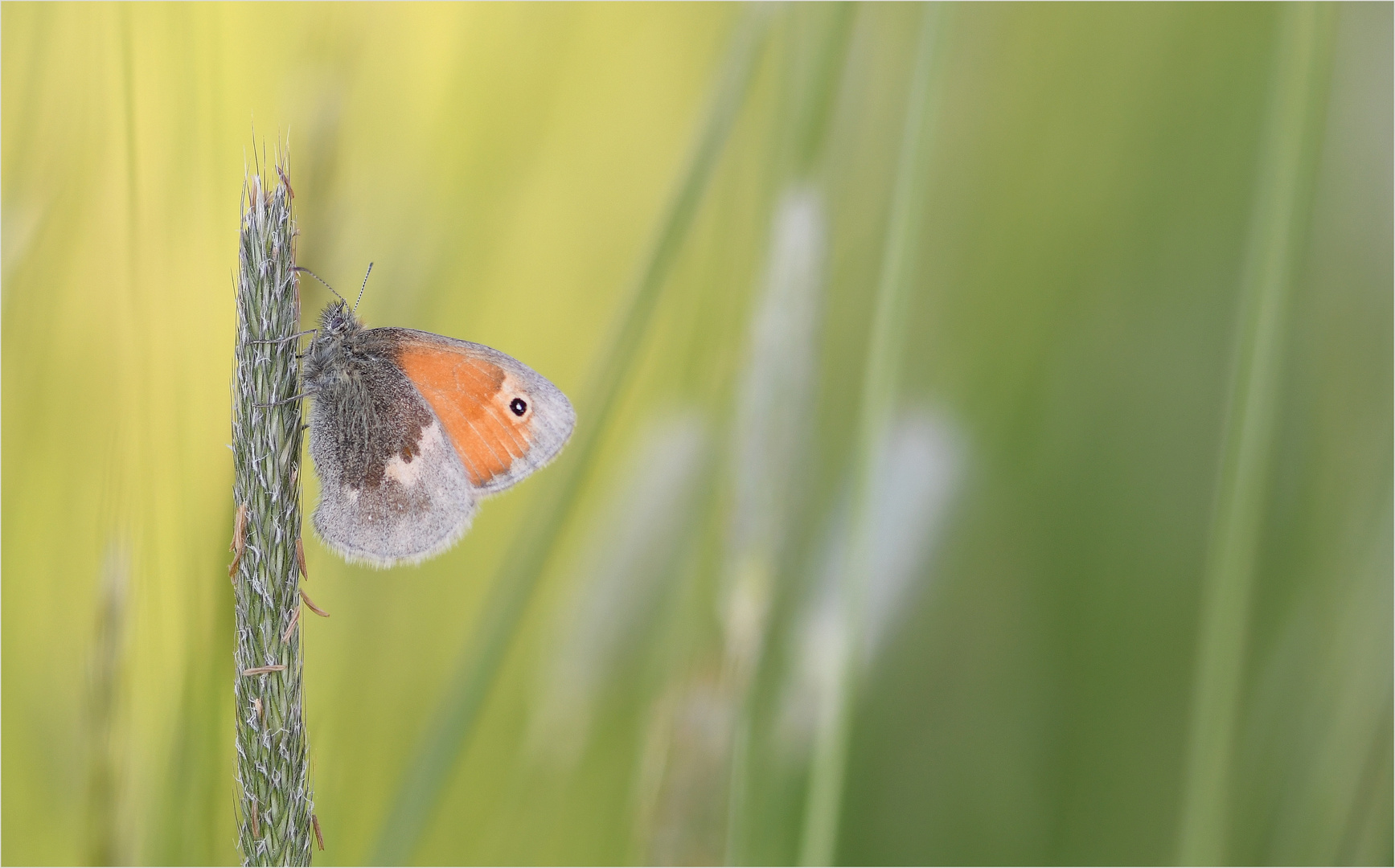 *Zarte Schönheit...
