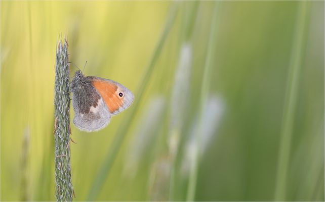 *Zarte Schönheit...