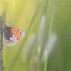 *Zarte Schönheit...