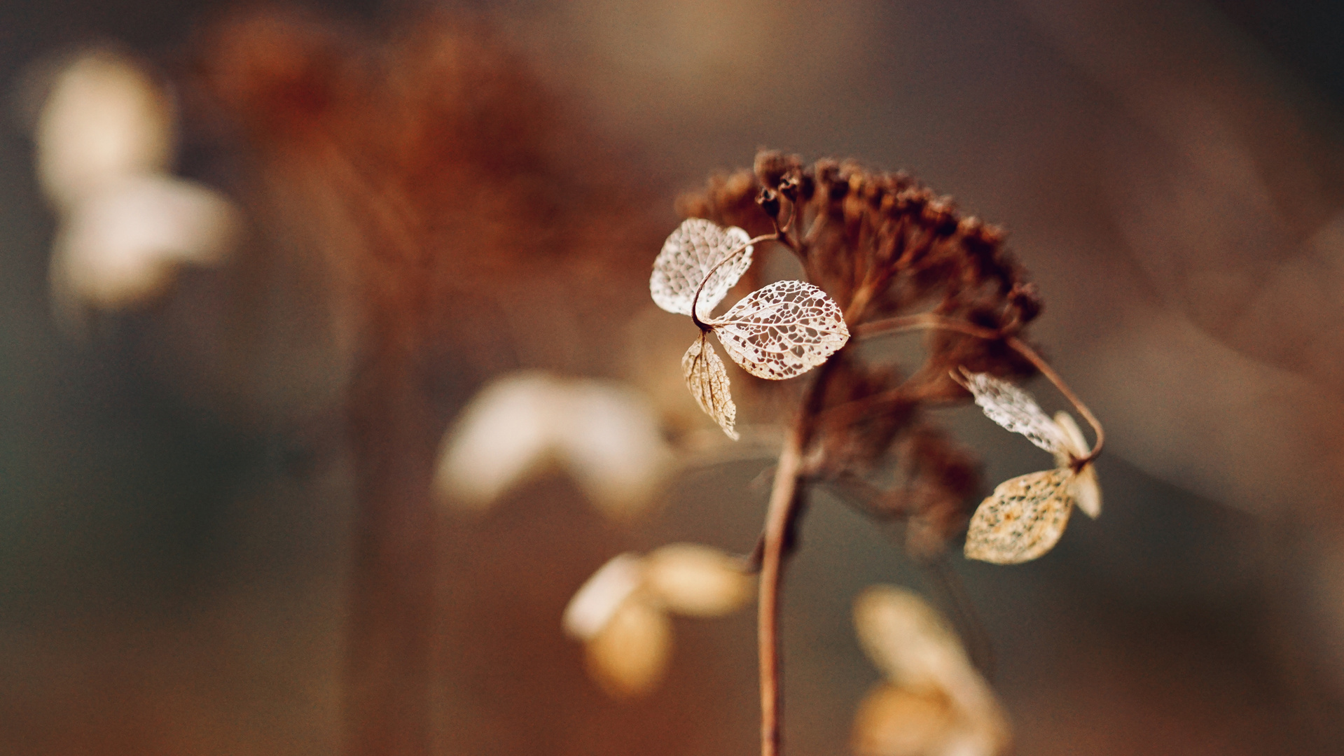 Zarte Schönheit Foto & Bild | natur, landschaft, pflanzen Bilder auf ...