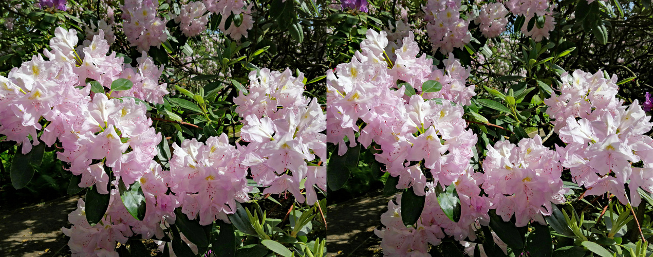 zarte Schönheit ( 3D  X-view Kreuzblick stereo)