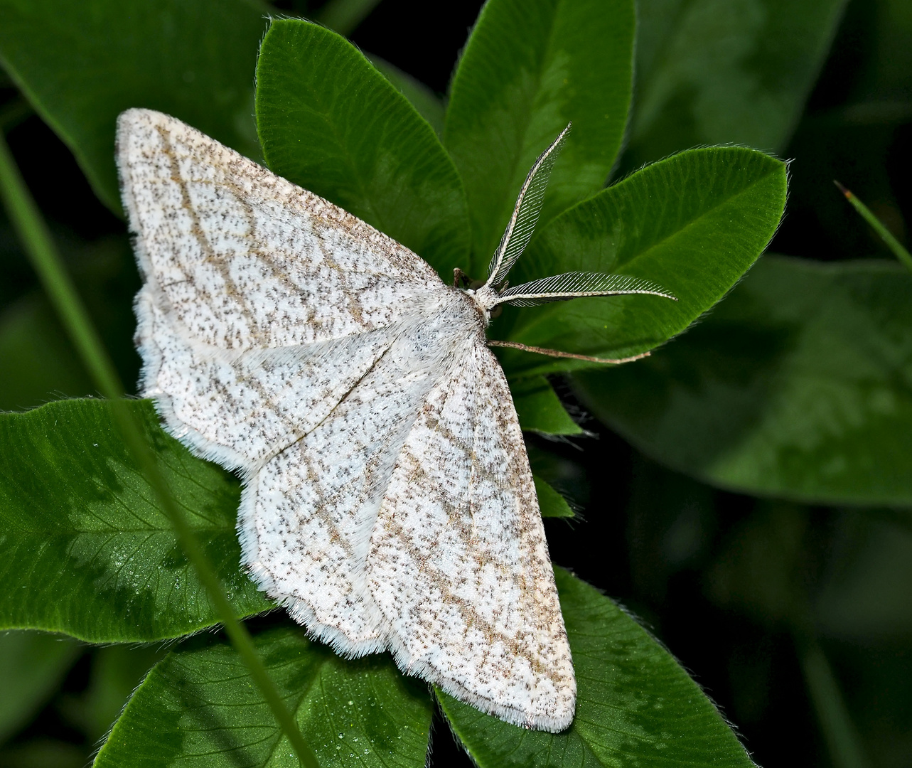 Zarte Schönheit aus dem Wald: der Heide-Streifenspanner (Perconia strigillaria) * - Quelle Finesse! 