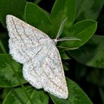 Zarte Schönheit aus dem Wald: der Heide-Streifenspanner (Perconia strigillaria) * - Quelle Finesse! 