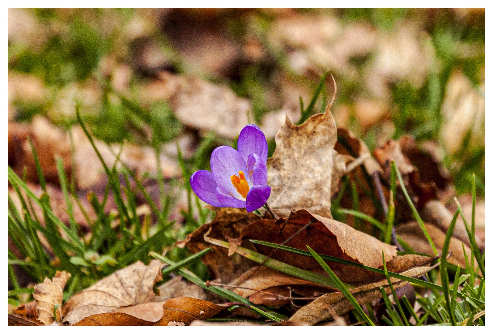 Zarte Schönheit eines Krokus Blümchen.