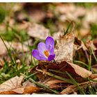 Zarte Schönheit eines Krokus Blümchen.