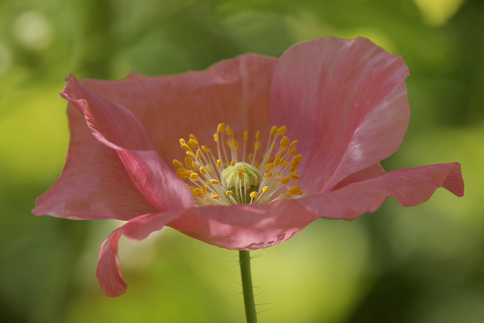 Zarte Schönheit in meinem Garten