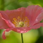 Zarte Schönheit in meinem Garten