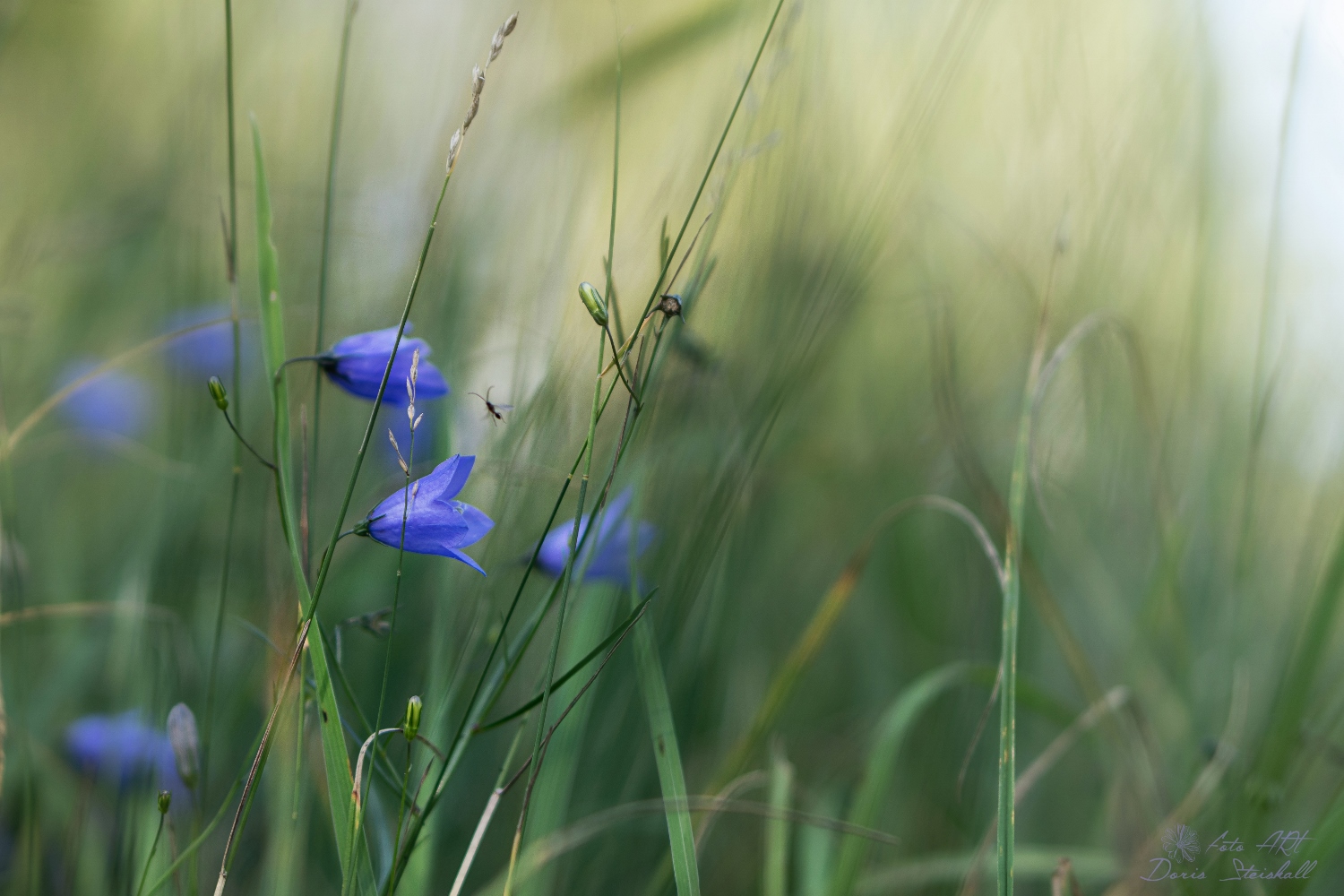 Zarte Schönheiten, versteckt im Gras.