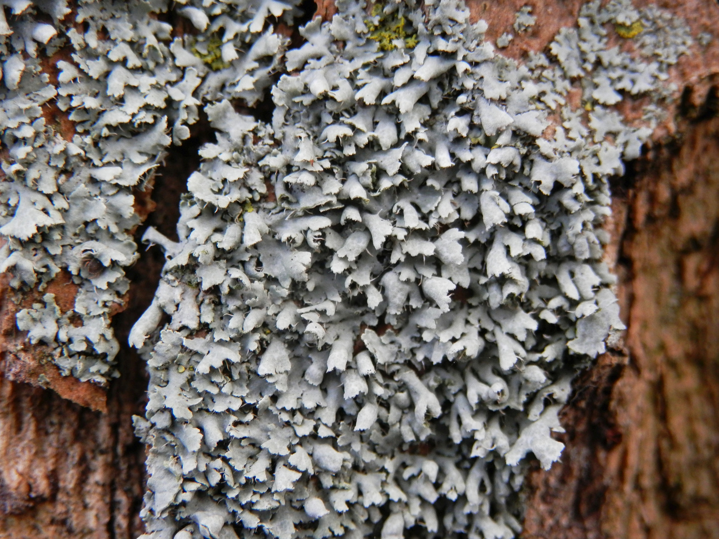 Zarte Schwielenflechte (Physcia tenella)