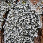 Zarte Schwielenflechte (Physcia tenella)