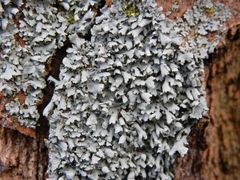 Zarte Schwielenflechte (Physcia tenella)