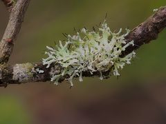 Zarte Schwielenflechte (Physcia tenella) - im Original 9 mm lang