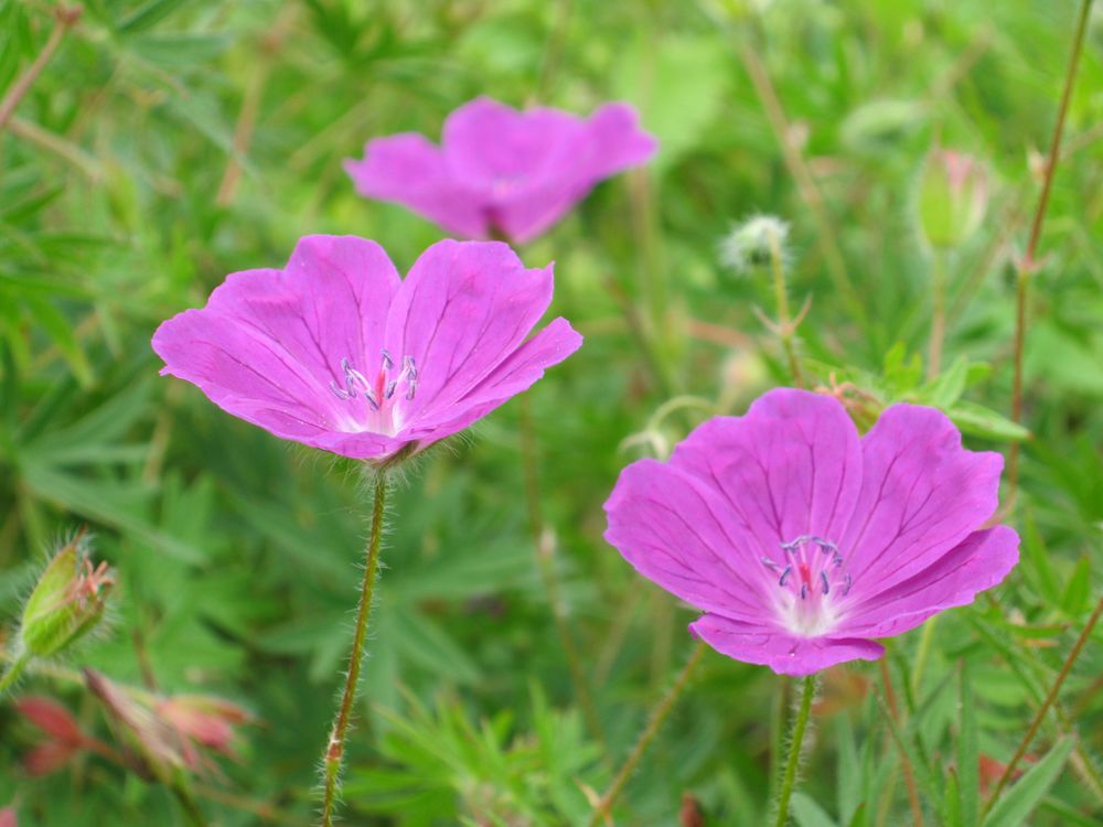 Zarte Sommerblumen