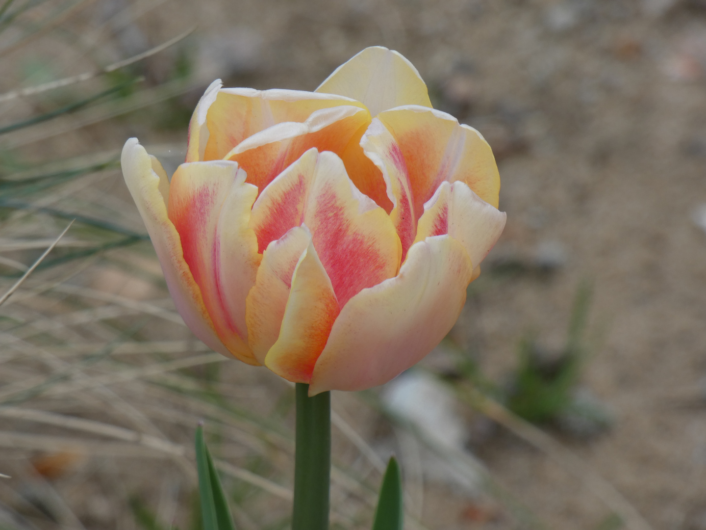 Zarte Tulpe