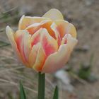 Zarte Tulpe