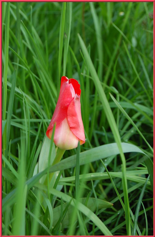 zarte Tulpe