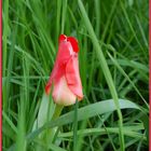 zarte Tulpe