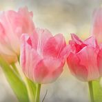 ~Zarte Tulpen~