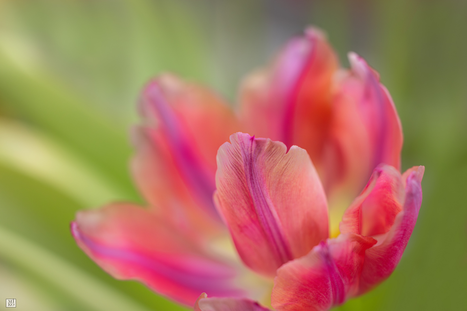 Zarte Tulpenschönheit