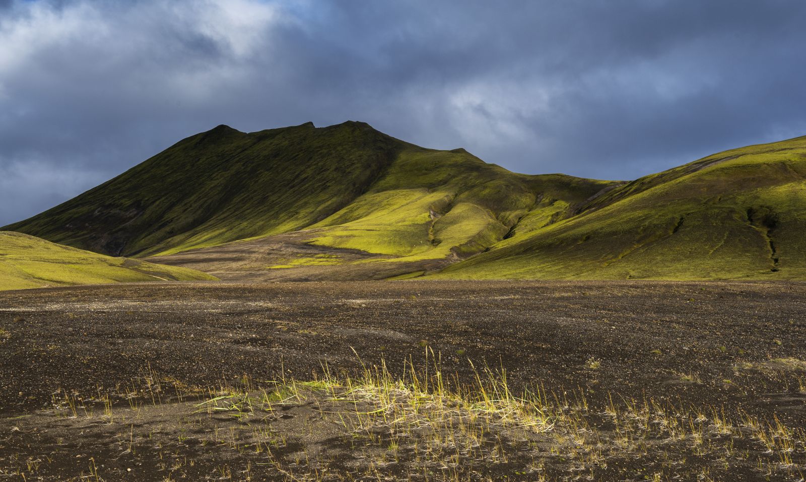 zarte Vegetation