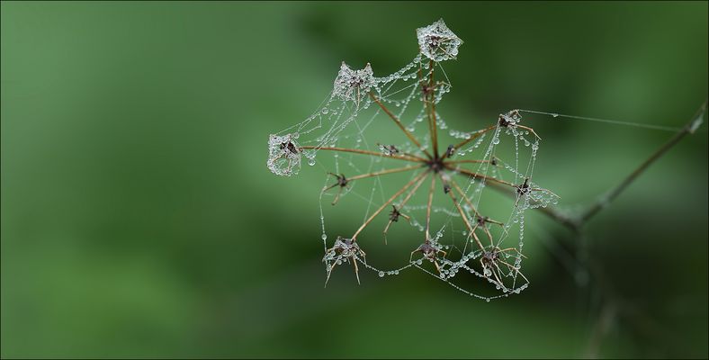 zarte Verbindungen .....