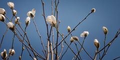 Zarte Verführung - Magnolien 