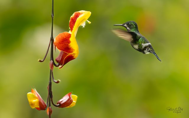 °°_Zarte Versuchung_°°