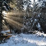 Zarte Versuchung, die Sonne zu erreichen