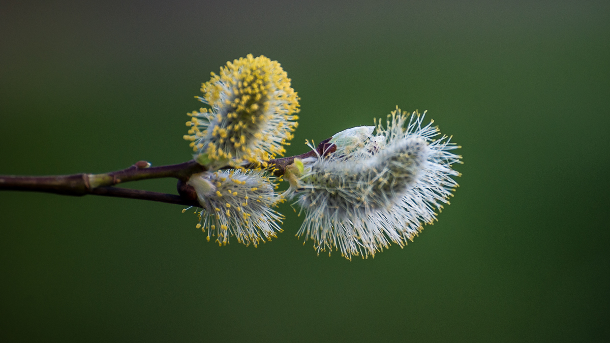 zarte Versuchung für Bienen.