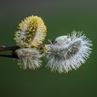 zarte Versuchung für Bienen.