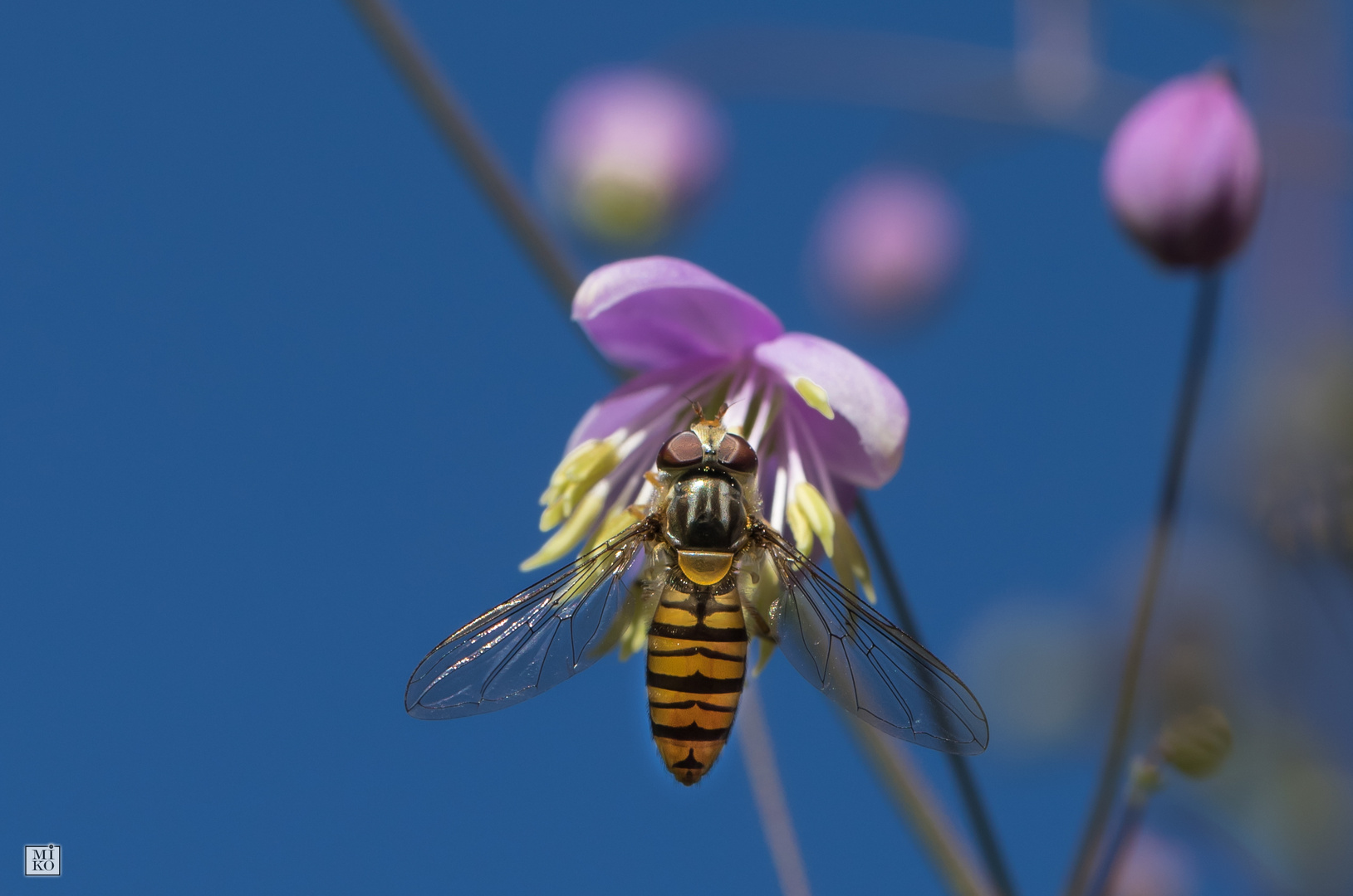 Zarte violette Blüte mit Schwebfliege