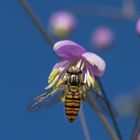 Zarte violette Blüte mit Schwebfliege