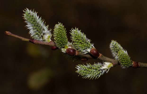 ZARTE WEIBLICHE KÄTZCHEN - FRÜHLINGSERWACHEN IN DER NATUR  -