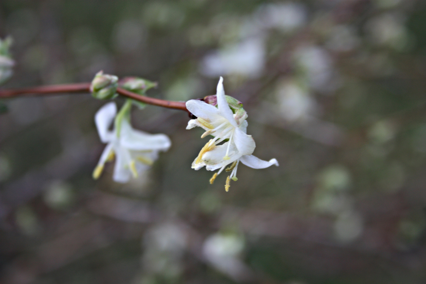 zarte weiße Blüten Foto & Bild pflanzen, pilze & flechten, blüten